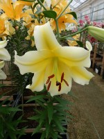 [4150 ConcaDor EVR No02.JPG]